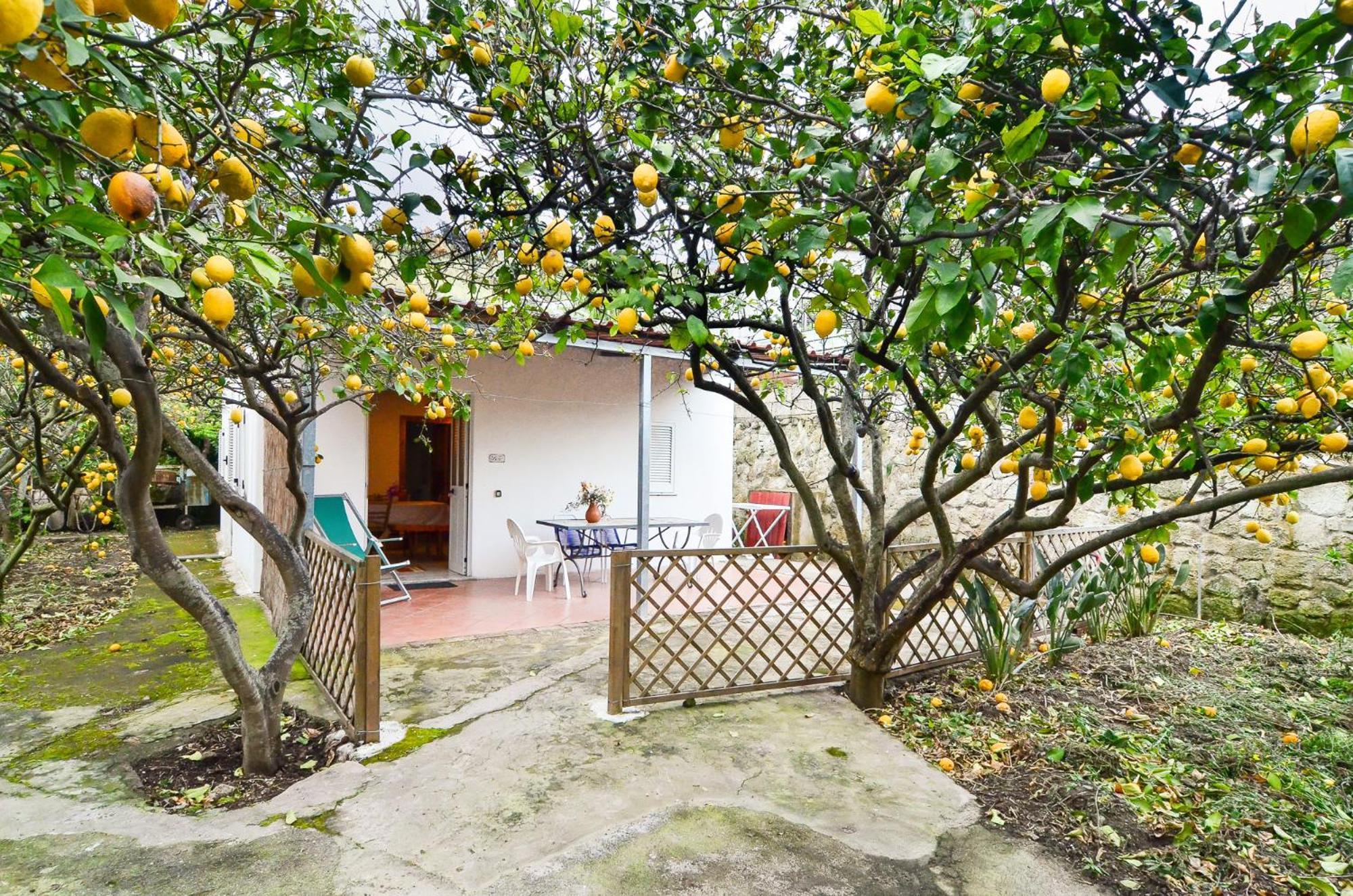 Residence Limoneto Ischia Forio di Ischia 외부 사진