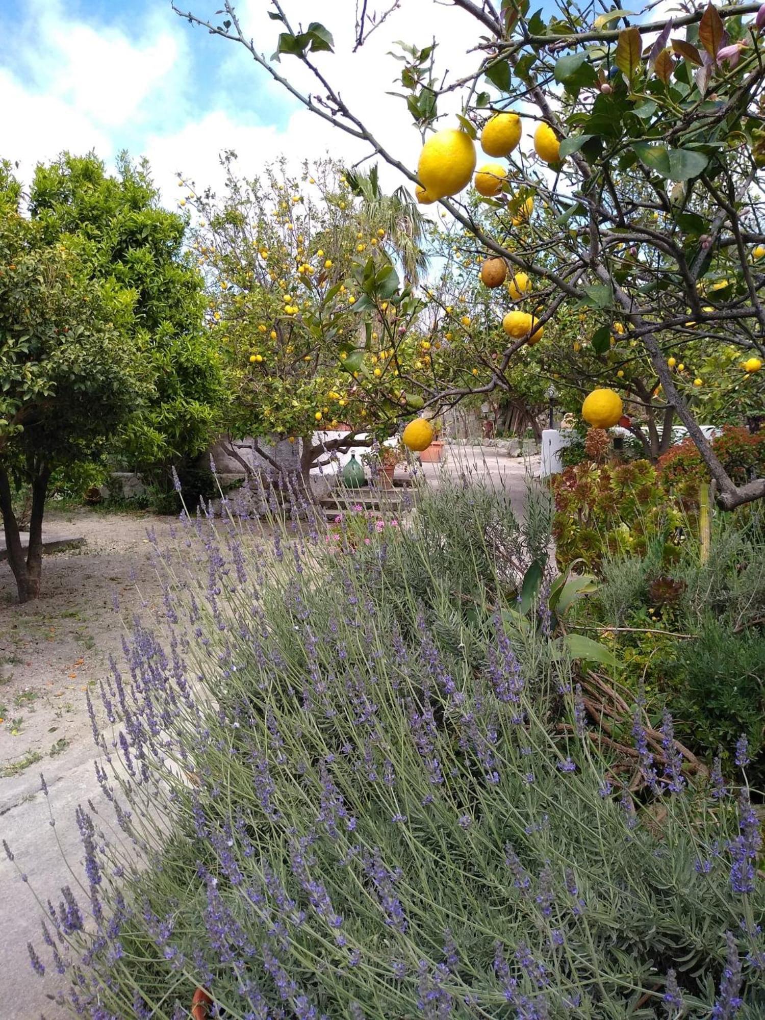 Residence Limoneto Ischia Forio di Ischia 외부 사진