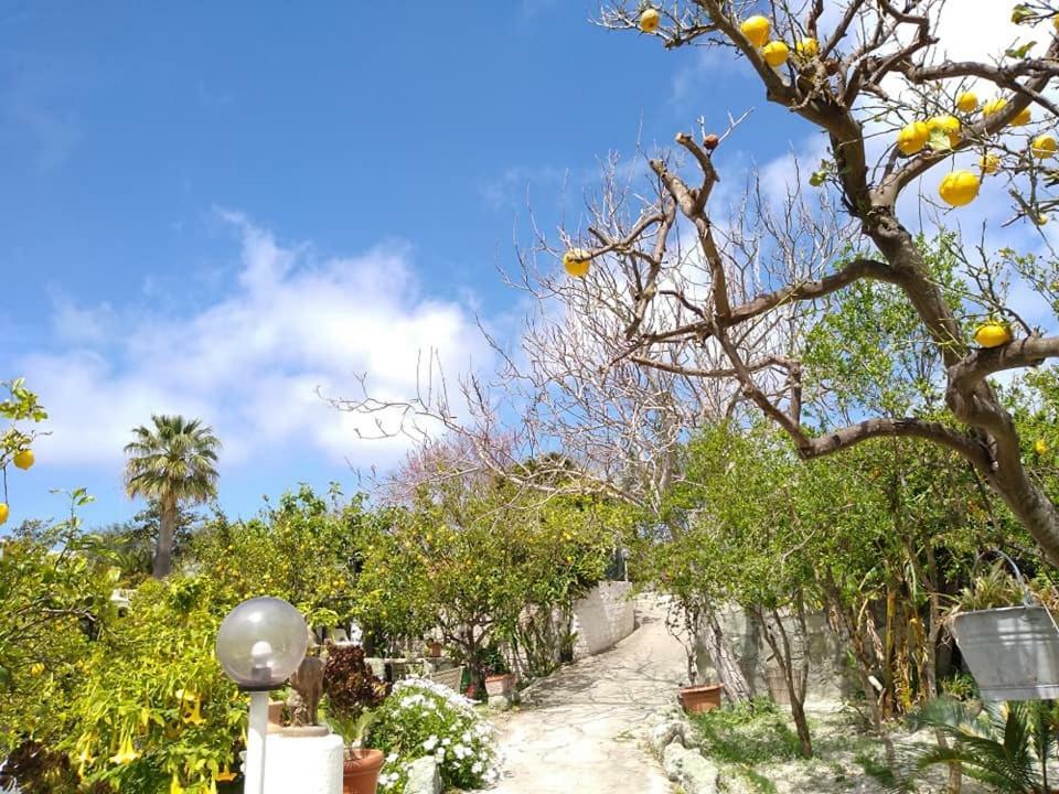 Residence Limoneto Ischia Forio di Ischia 외부 사진